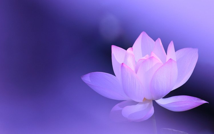 фон, цветок, лотос, розовый, сиреневый, background, flower, lotus, pink, lilac