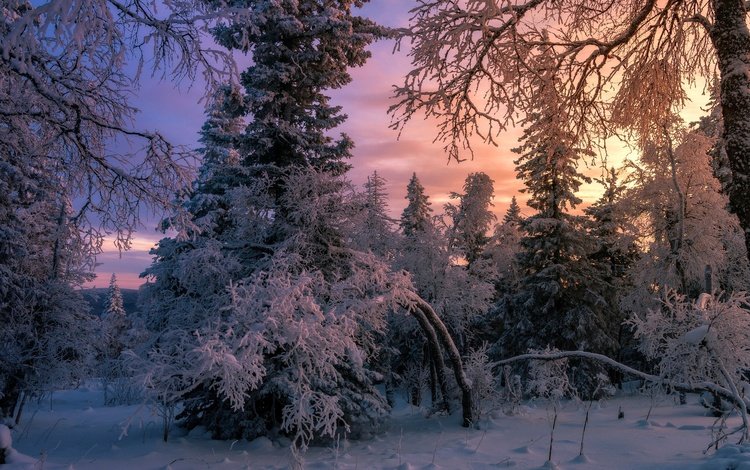 снег, лес, зима, елки, snow, forest, winter, tree