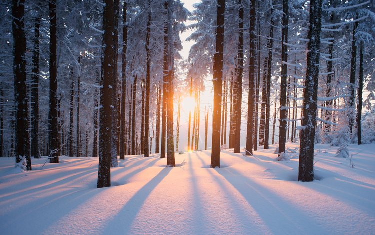 деревья, солнце, снег, лес, зима, trees, the sun, snow, forest, winter