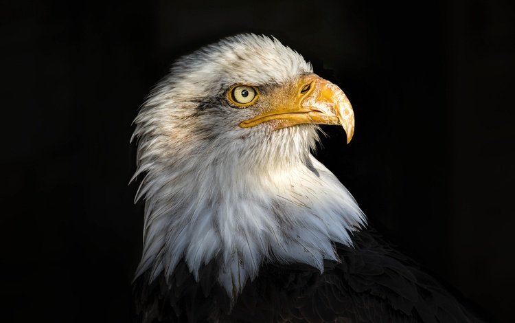 портрет, орел, птица, клюв, черный фон, перья, белоголовый орлан, portrait, eagle, bird, beak, black background, feathers, bald eagle