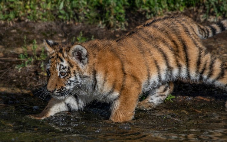 тигр, вода, котенок, тигренок, детеныш, tiger, water, kitty, cub