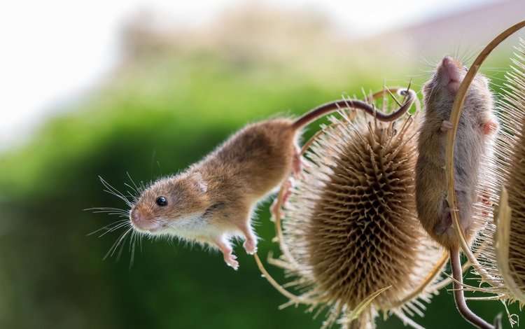мышь, растение, мышка, размытый фон, чертополох, мышки, полевые мыши, mouse, plant, blurred background, thistle