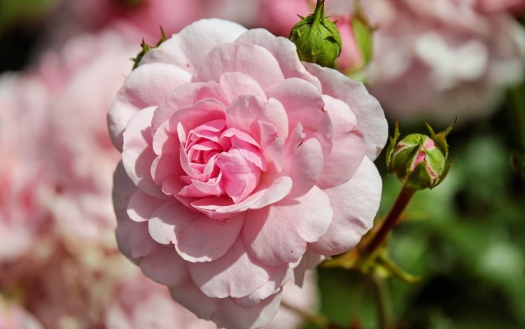 цветы, бутоны, розы, лепестки, боке, розовая роза, крупным планом, flowers, buds, roses, petals, bokeh, pink rose, closeup