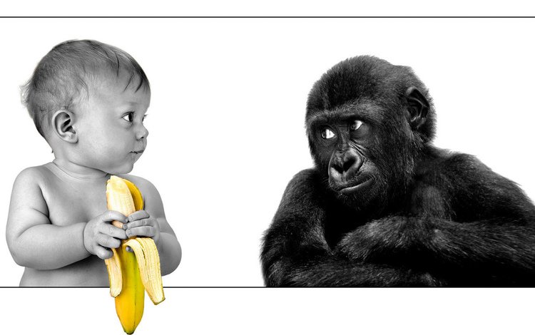 ребенок, обезьяна, банан, child, monkey, banana