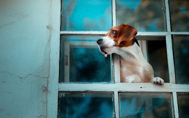 собака, окно, бигль, dog, window, beagle