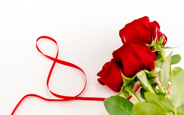 цветы, розы, красные, лента, романтик, 8 марта, flowers, roses, red, tape, romantic, march 8