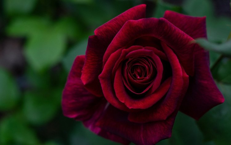 макро, роза, лепестки, бордовый, macro, rose, petals, burgundy
