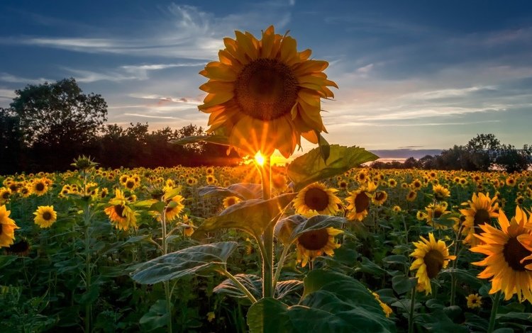 восход, поле, подсолнухи, sunrise, field, sunflowers