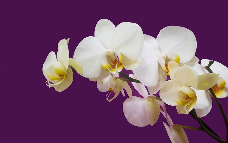 орхидея белая на цветном фоне, white orchid on colored background