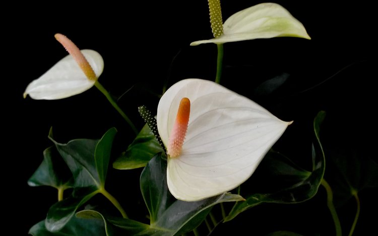 цветы антуриум белые фон черный, anthurium flowers white black background