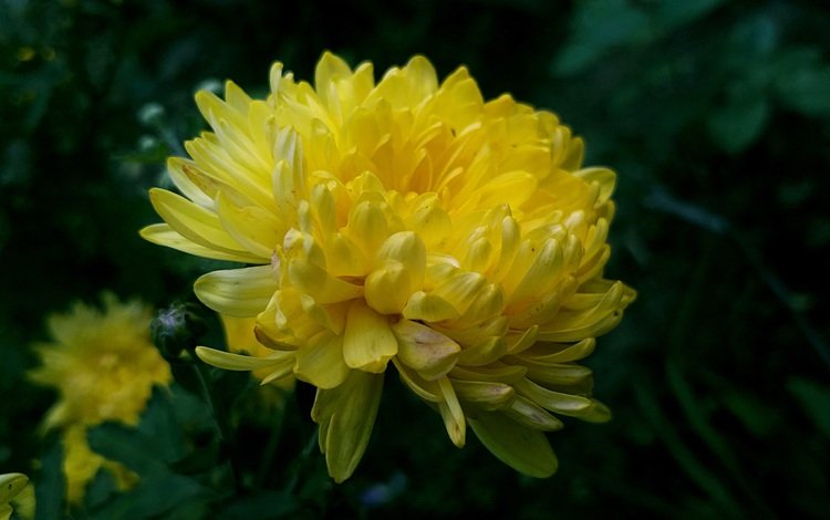 хризантема желтая фон темный, chrysanthemum yellow background dark