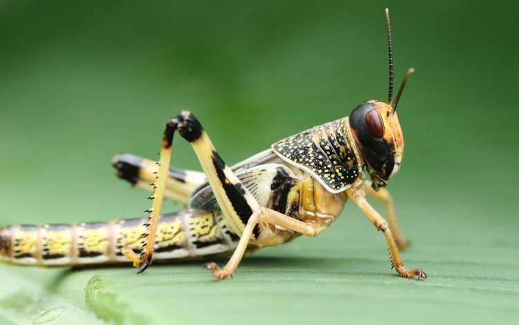 макро, насекомое, фон, кузнечик, macro, insect, background, grasshopper