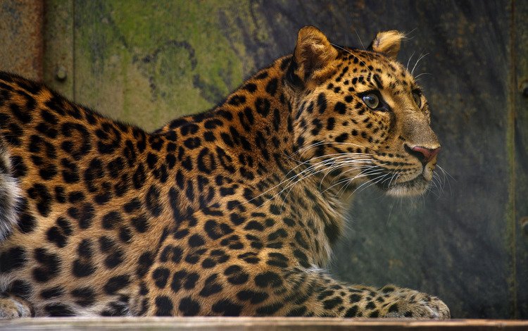 морда, фон, взгляд, лежит, леопард, face, background, look, lies, leopard