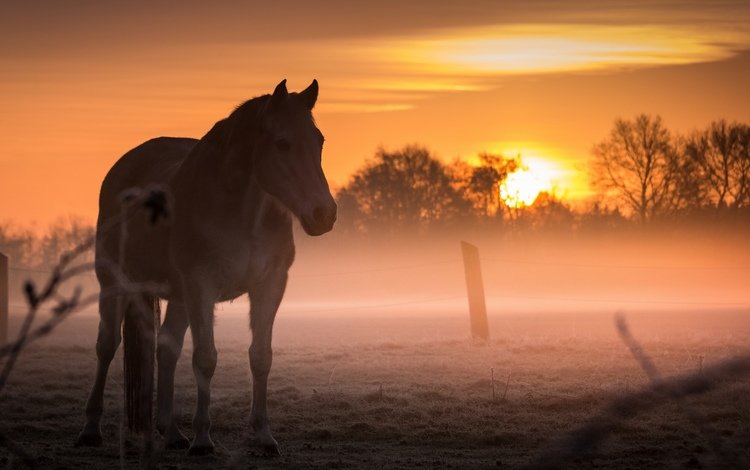 лошадь, закат, туман, поле, конь, horse, sunset, fog, field