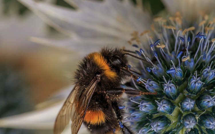 макро, насекомое, фон, цветок, пчела, пыльца, шмель, опыление, macro, insect, background, flower, bee, pollen, bumblebee, pollination
