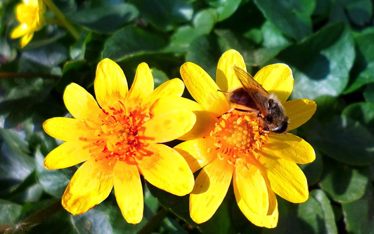 цветы, весна, пчела, flowers, spring, bee