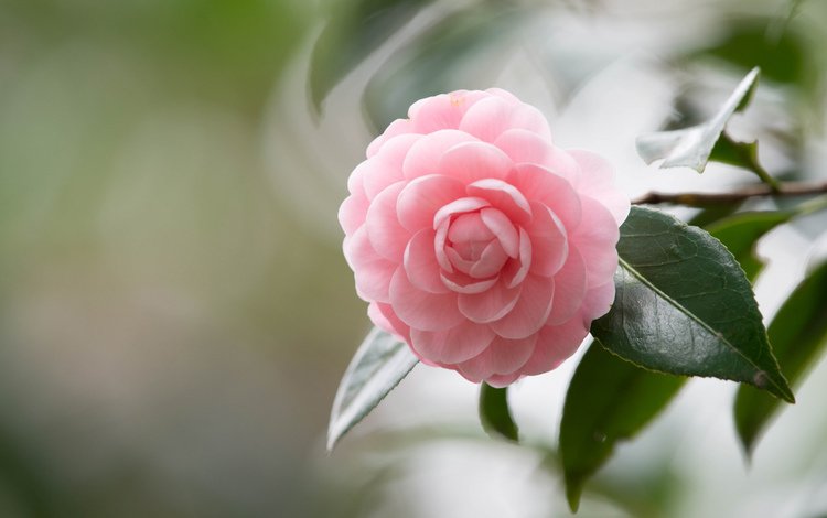 розовая ветка, боке амелия, pink branch, bokeh amelia