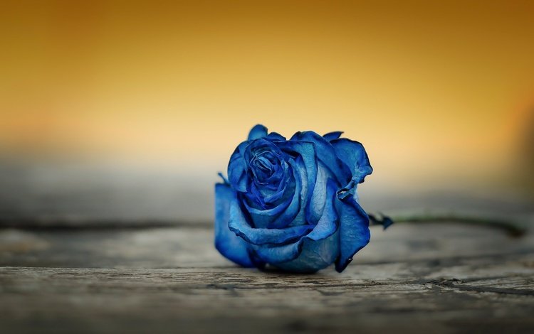 макро, фон, роза, бутон, синяя, macro, background, rose, bud, blue