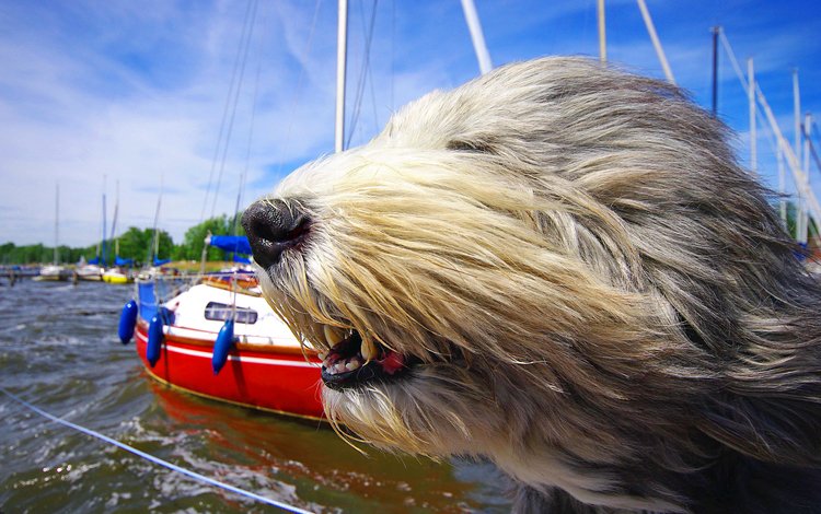 морда, яхты, собака, ветер, бородатый колли, солёный пёс, face, yachts, dog, the wind, bearded collie, salty dog