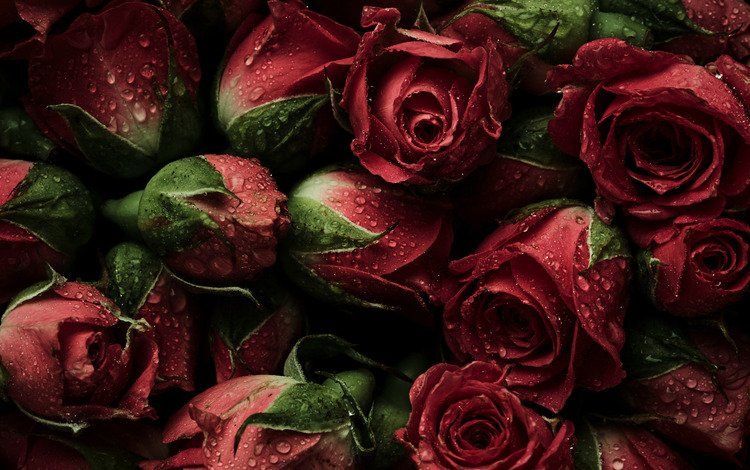 цветы, бутоны, фон, розы, красные, парное, естественная, flowers, buds, background, roses, red, fresh, natural