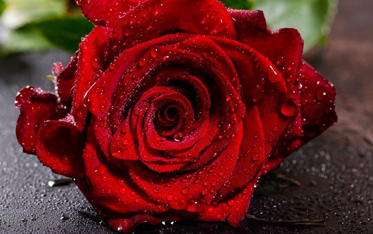 цветок, капли, роза, красный, бутон, крупный план, мокрая, боке, flower, drops, rose, red, bud, close-up, wet, bokeh
