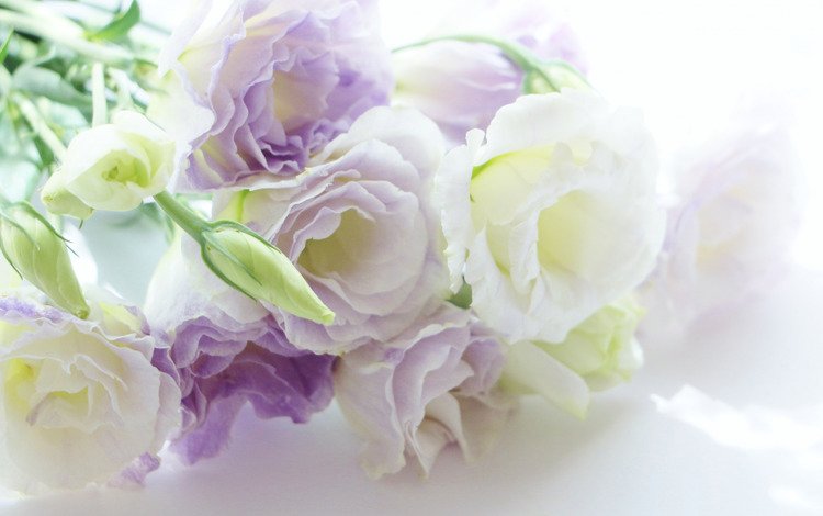 цветы, фон, эустома, бело-сиреневый, flowers, background, eustoma, white-lilac