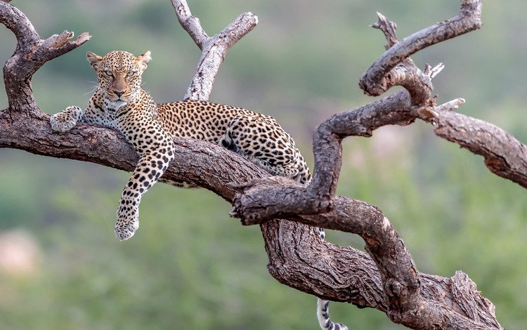 фон, леопард, отдых, коряга, дикая кошка, боке, background, leopard, stay, snag, wild cat, bokeh