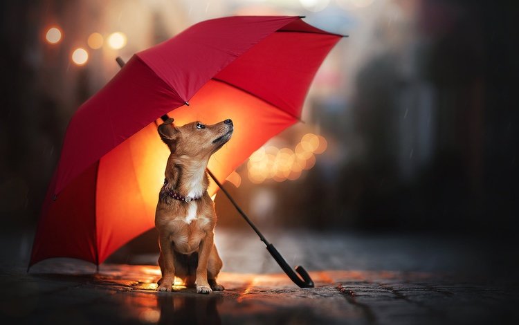 собака, дождь, зонт, песик, dog, rain, umbrella, doggie