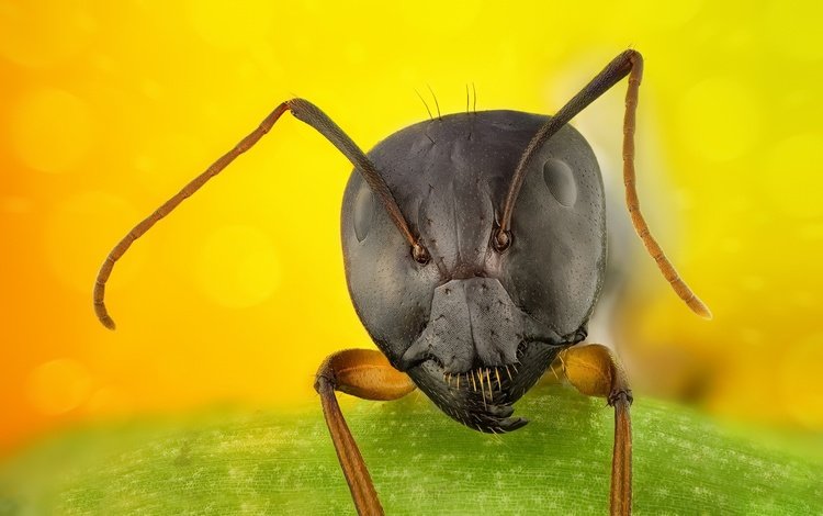 макро, фон, муравей, macro, background, ant