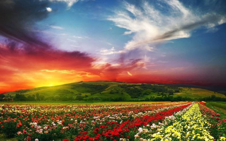 небо, цветы, облака, закат, пейзаж, поле, the sky, flowers, clouds, sunset, landscape, field