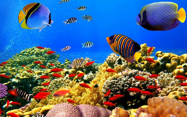 рыбы, океан, кораллы, риф, подводный мир, тропические, fish, the ocean, corals, reef, underwater world, tropical