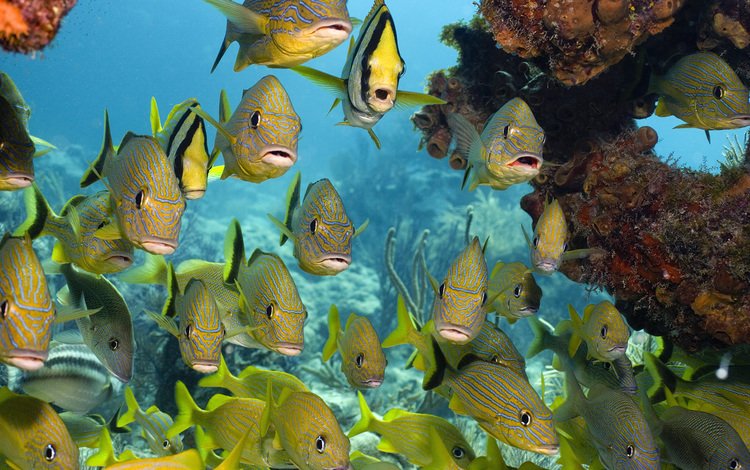 море, рыбки, кораллы, подводный мир, тропические рыбы, sea, fish, corals, underwater world, tropical fish