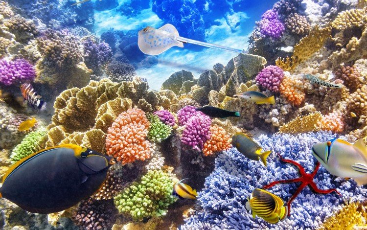 рыбки, океан, подводный мир, подводная, коралл, коралловый риф, океана, fishes, fish, the ocean, underwater world, underwater, coral, coral reef, ocean
