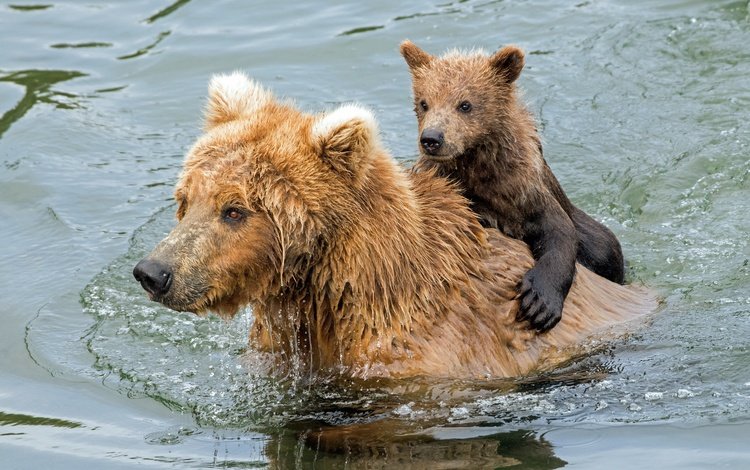 вода, купание, медведи, медвежонок, гризли, медведица, water, bathing, bears, bear, grizzly