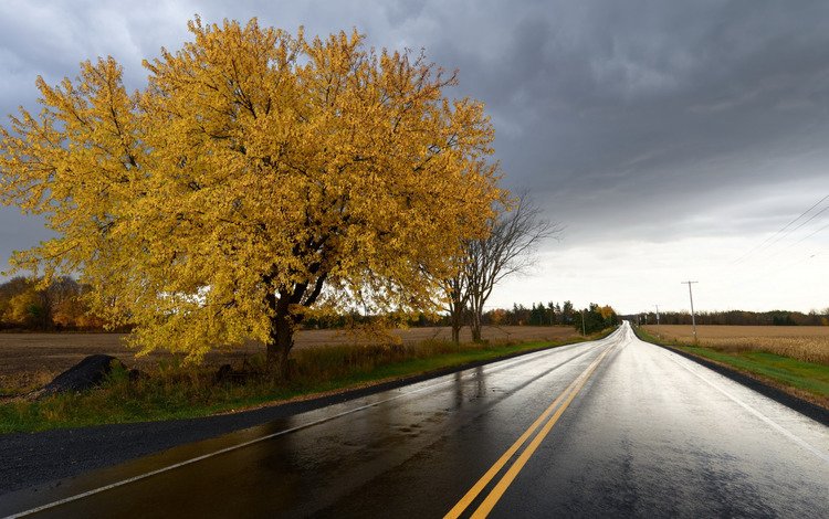 дорога, дерево, поле, осень, урожай, road, tree, field, autumn, harvest