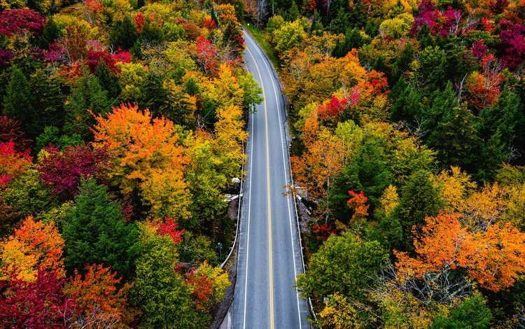 дорога, деревья, лес, осень, вермонт, smugglers notch, road, trees, forest, autumn, vermont