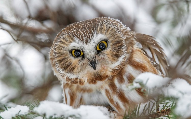 сова, снег, взгляд, птица, мохноногий сыч, owl, snow, look, bird, tengmalm's owl