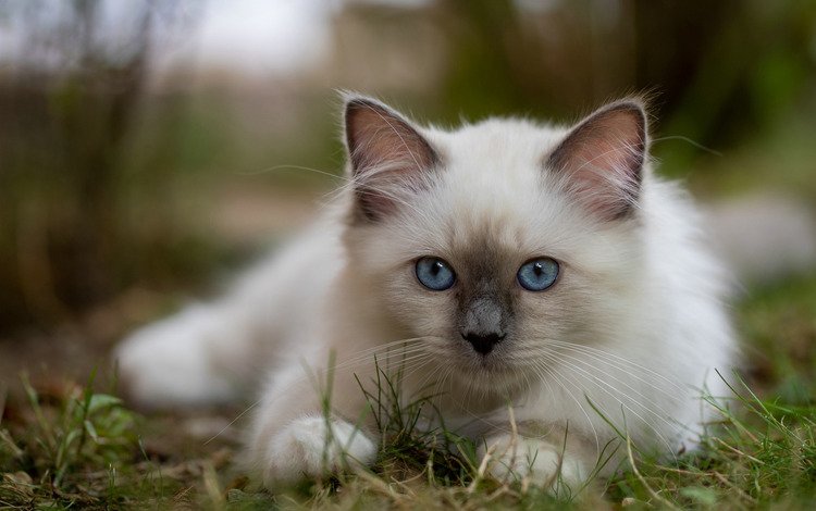 трава, мордочка, взгляд, котенок, голубые глаза, боке, бирманская кошка, grass, muzzle, look, kitty, blue eyes, bokeh, burmese