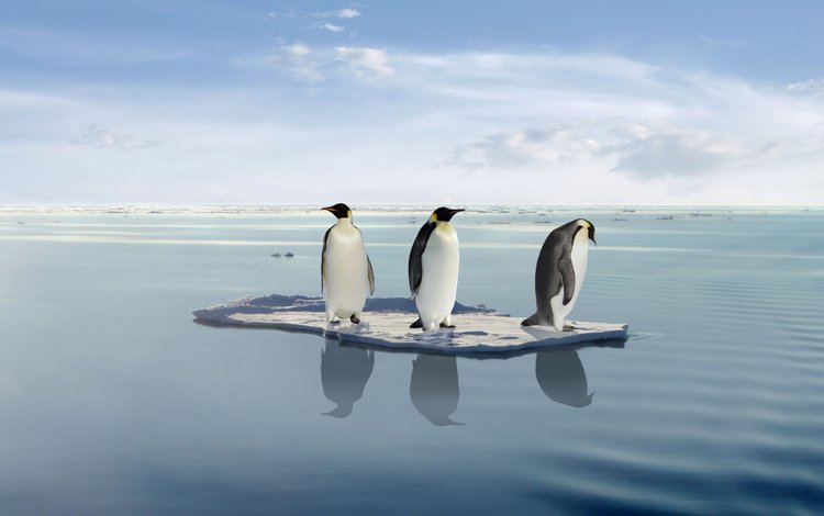океан, пингвины, льдина, на льдине, в океане, the ocean, penguins, floe, on the ice, in the ocean
