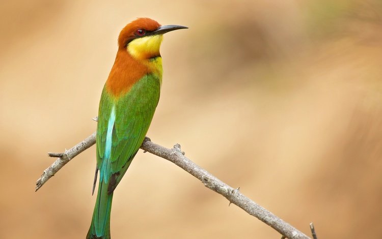 ветка, фон, птица, щурка золотистая, branch, background, bird, golden bee-eater