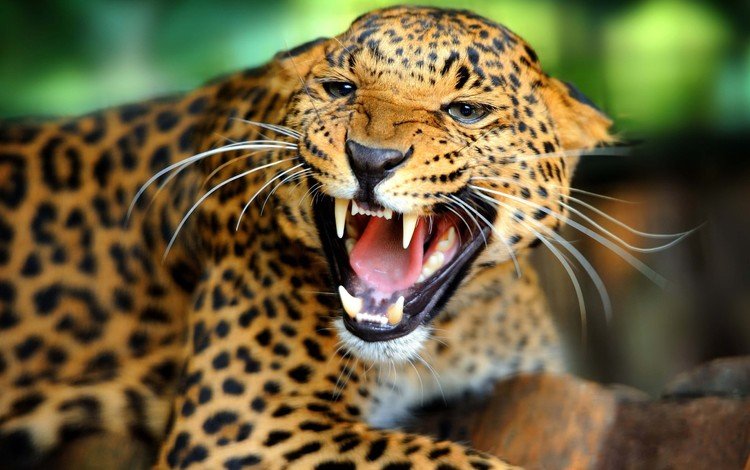 леопард, leopard