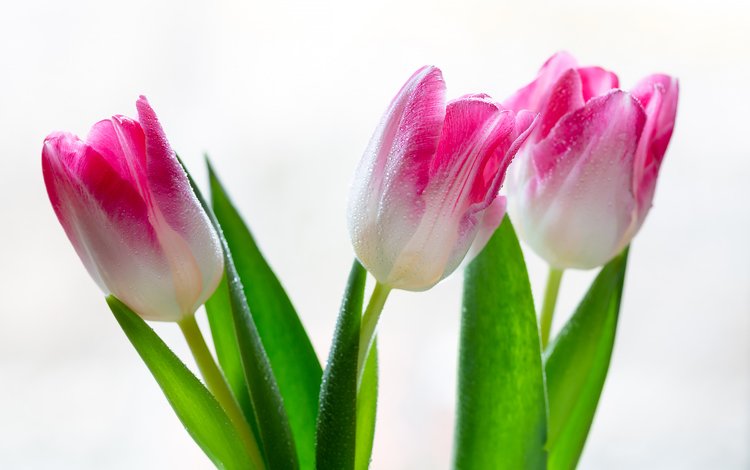 цветы, тюльпаны, на белом фоне, капли воды, flowers, tulips, on a white background, water drops