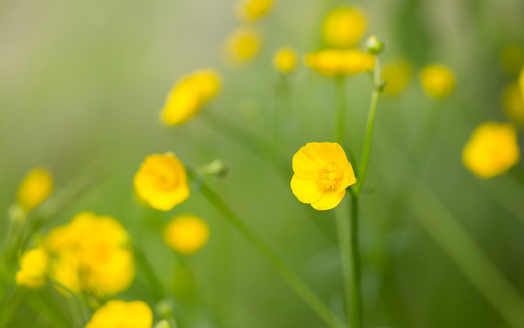 цветы, полевые цветы, желтый цветок, лютик едкий, flowers, wildflowers, yellow flower, acrid buttercup