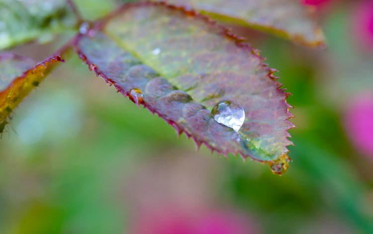 листья, макро, капля дождя, leaves, macro, a drop of rain