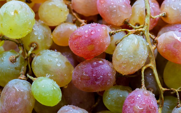 виноград, ягоды, капли воды, крупным планом, grapes, berries, water drops, closeup