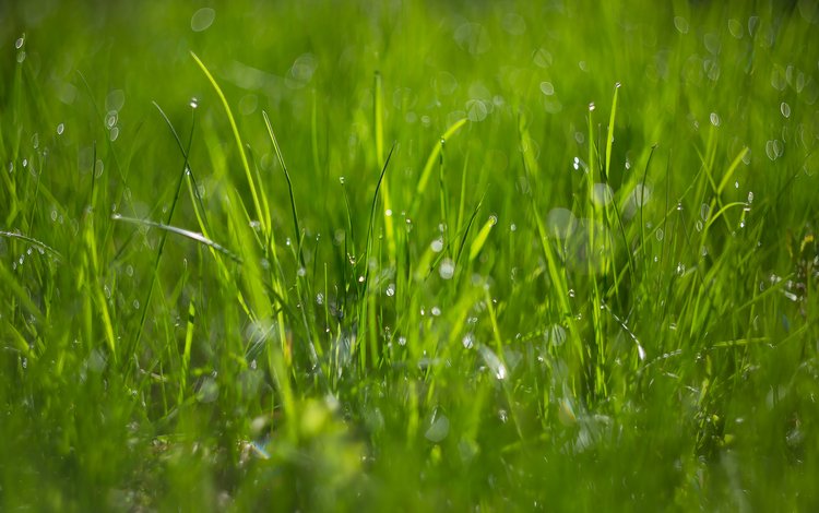 трава, макро, боке, капли росы, grass, macro, bokeh, dew drops