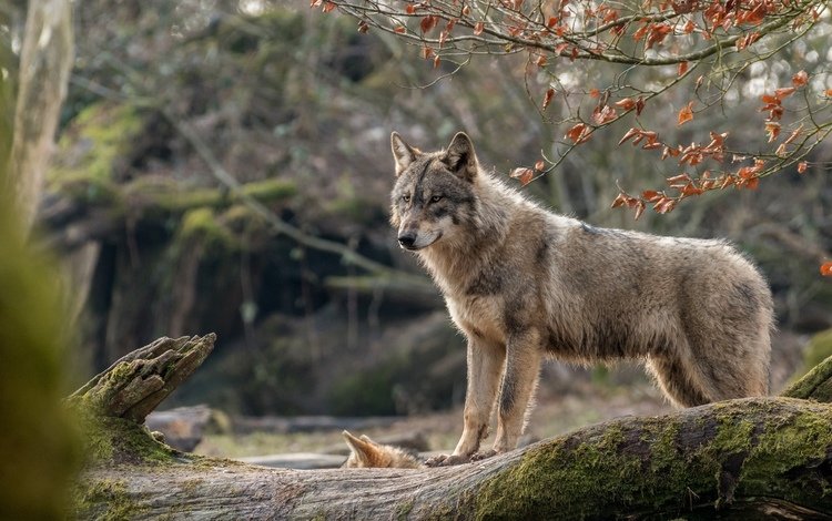 природа, поза, взгляд, волк, nature, pose, look, wolf