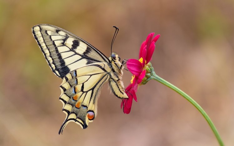 макро, насекомое, цветок, бабочка, крылья, махаон, macro, insect, flower, butterfly, wings, swallowtail