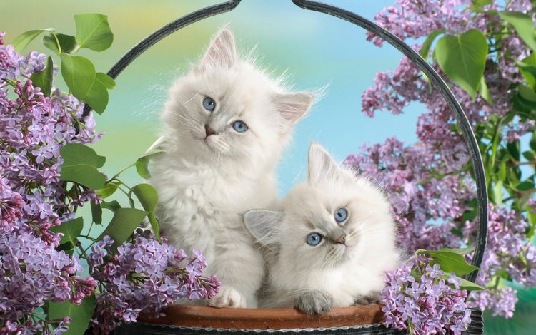 цветы, мордочки, листья, взгляд, пушистые, корзина, котята, голубые глаза, сирень, flowers, faces, leaves, look, fluffy, basket, kittens, blue eyes, lilac