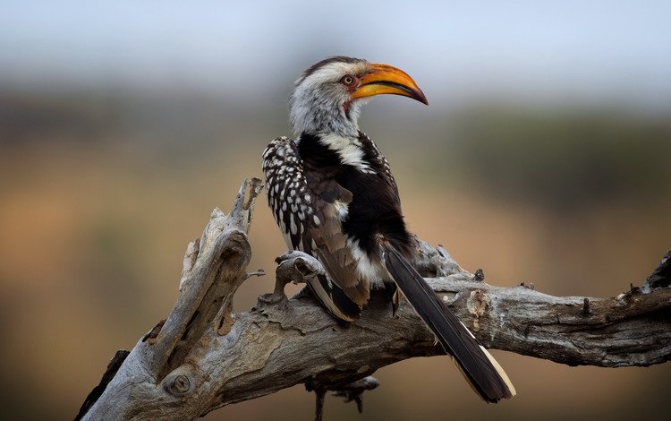национальный парк крюгера, southern yellow-billed hornbill, wild south africa, kruger national park